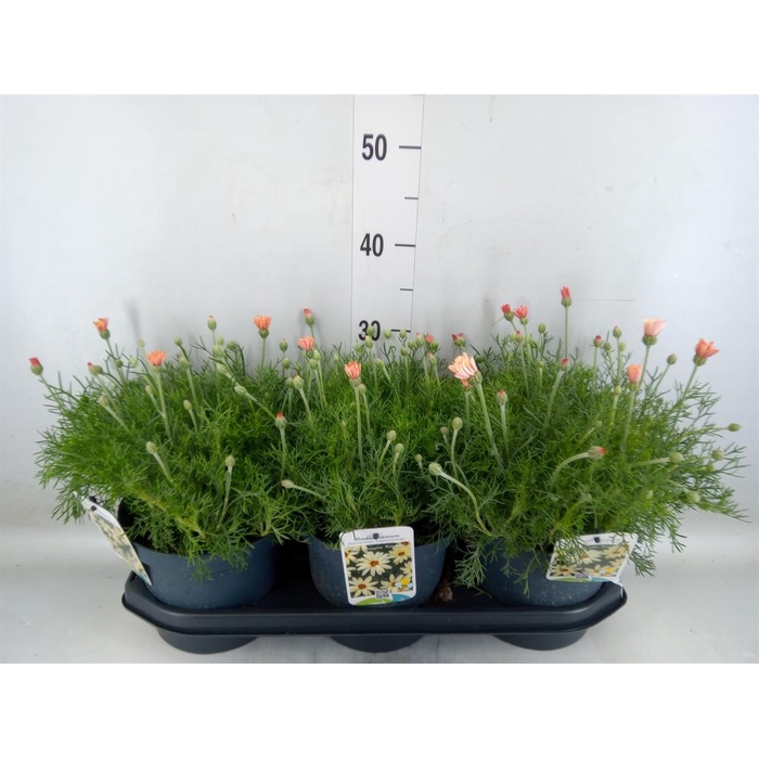<h4>Rhodanthemum hosm. 'Zagora Orange'</h4>
