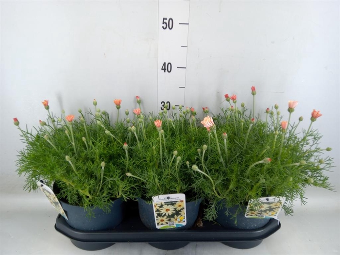 <h4>Rhodanthemum hosm. 'Zagora Orange'</h4>