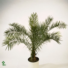 Phoenix Canariensis 14Ø 90cm