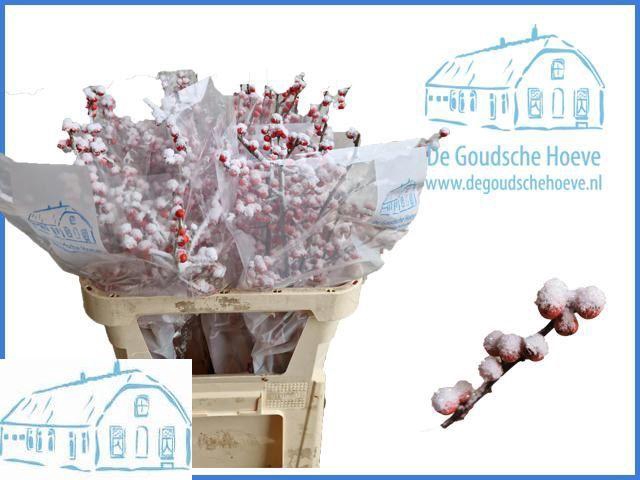 <h4>ILEX VE KLB H%</h4>