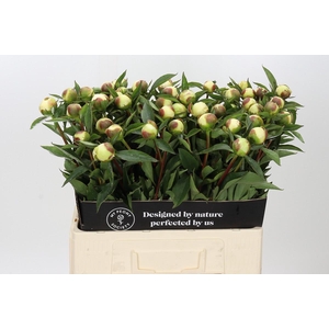 Paeonia Duchesse De Nemours