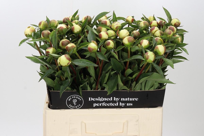 <h4>Paeonia Duchesse De Nemours</h4>