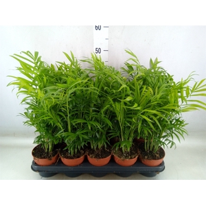 Chamaedorea elegans