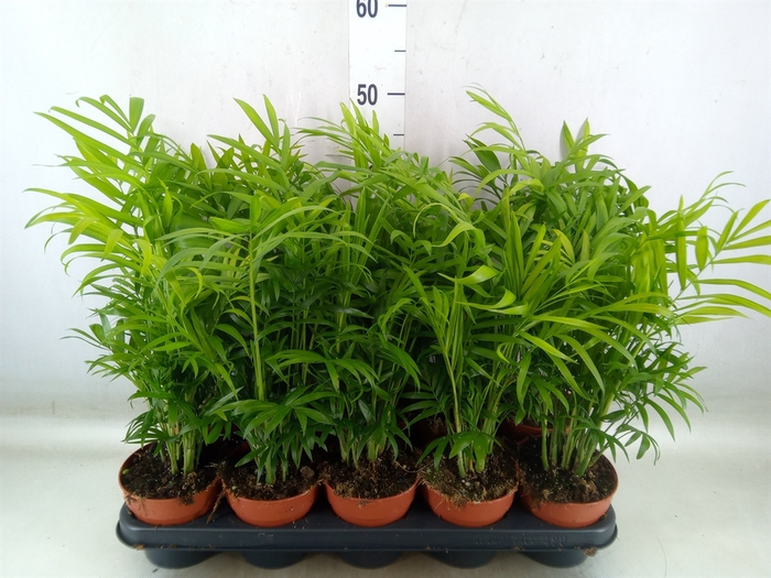 <h4>Chamaedorea elegans</h4>