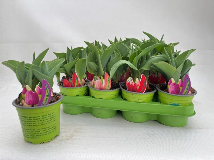 <h4>TUL GEM 4 KLEUREN</h4>