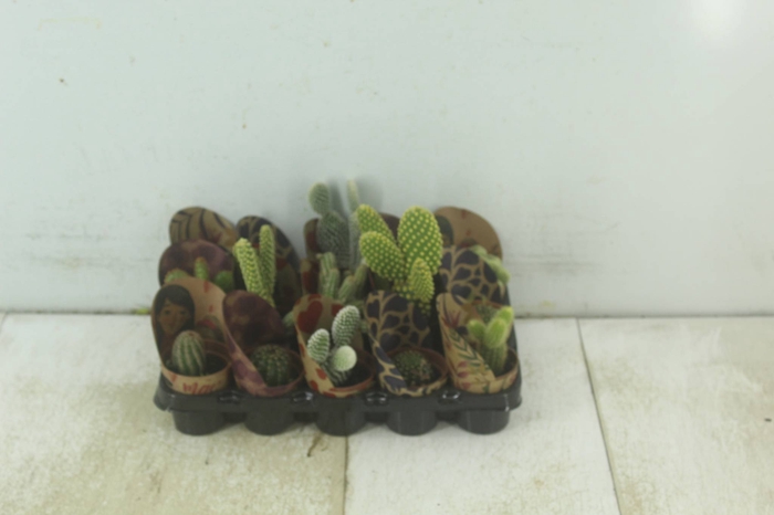 <h4>CACTUS MINI P06</h4>