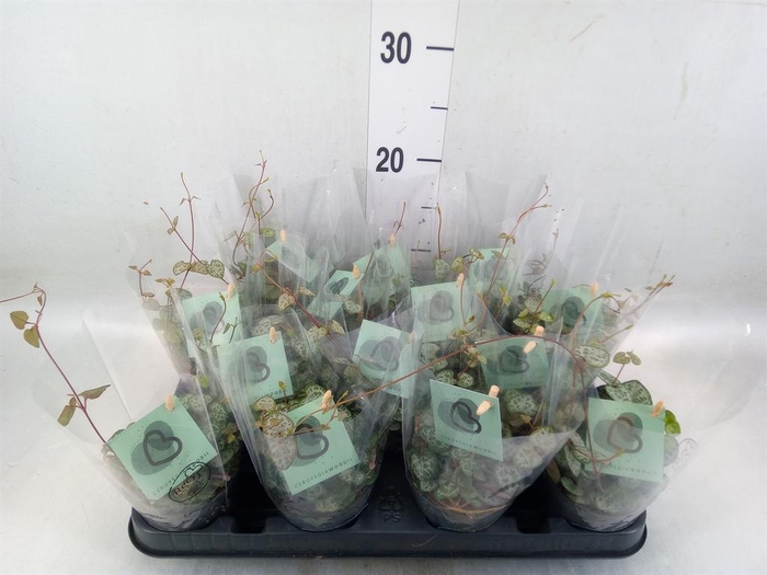 <h4>Ceropegia woodii ssp. woodii</h4>