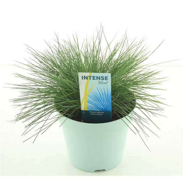 <h4>Festuca glauca Intense Blue®</h4>