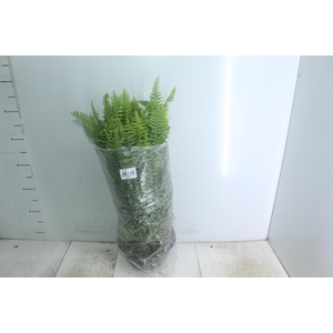 SAMAMBAIA AMERICANA C21