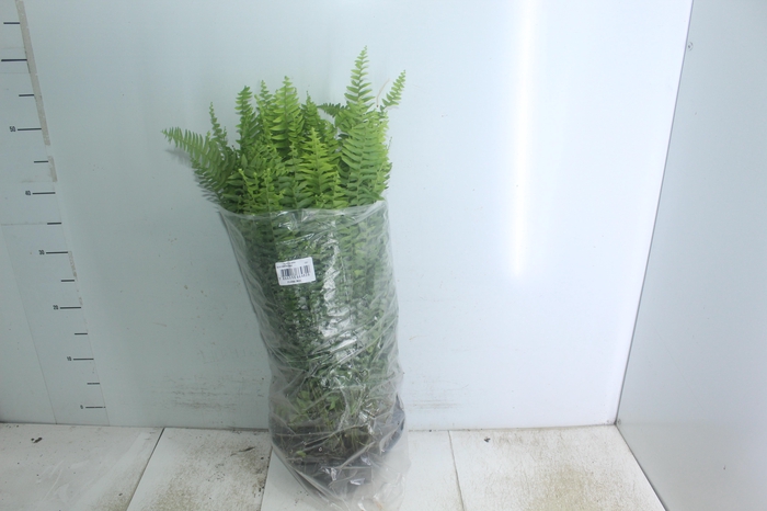 <h4>SAMAMBAIA AMERICANA C21</h4>