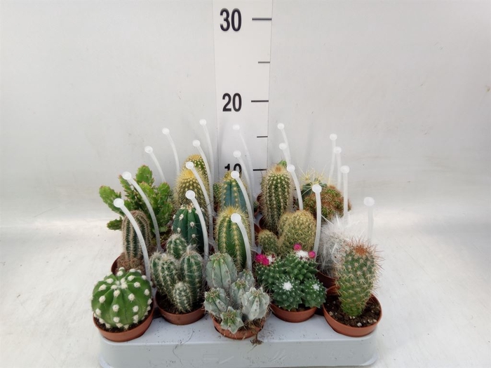 <h4>Cactus   ...mix</h4>