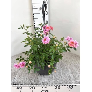 ROSA OV