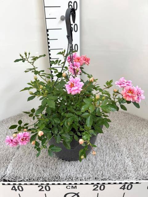 <h4>ROSA OV</h4>