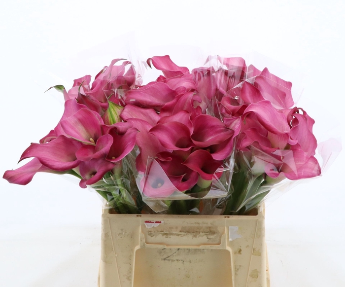 <h4>Calla Zazu</h4>