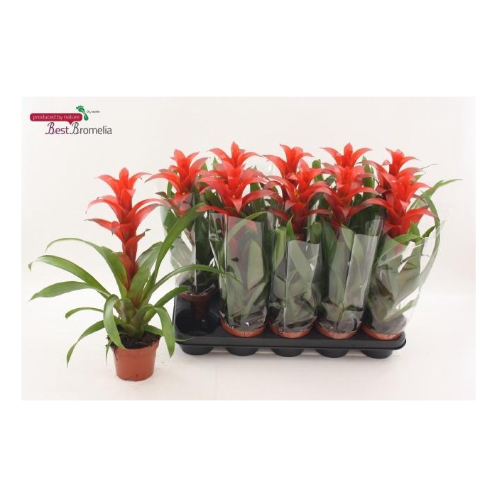 <h4>GUZM ALLURA</h4>