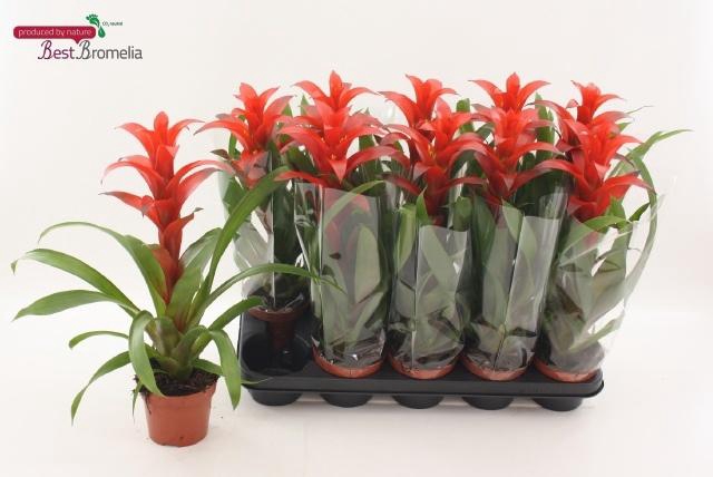 <h4>GUZM ALLURA</h4>