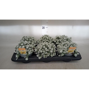 Sedum spathulifolium 'Cape Blanco'