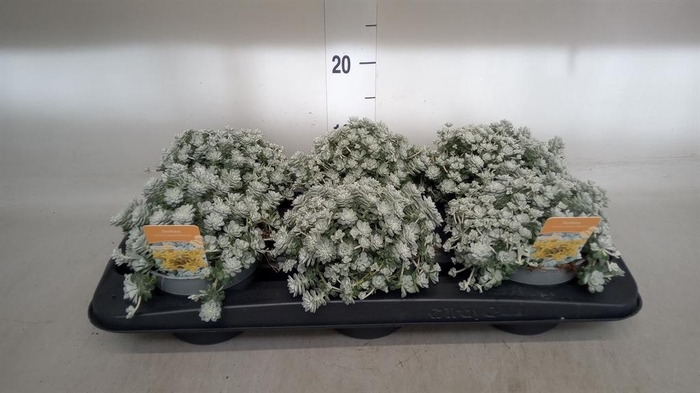<h4>Sedum spathulifolium 'Cape Blanco'</h4>
