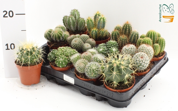 <h4>CACTUS GEM</h4>