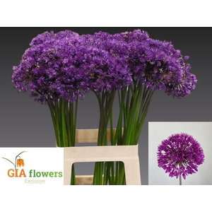 ALLIUM PURPLE SENS