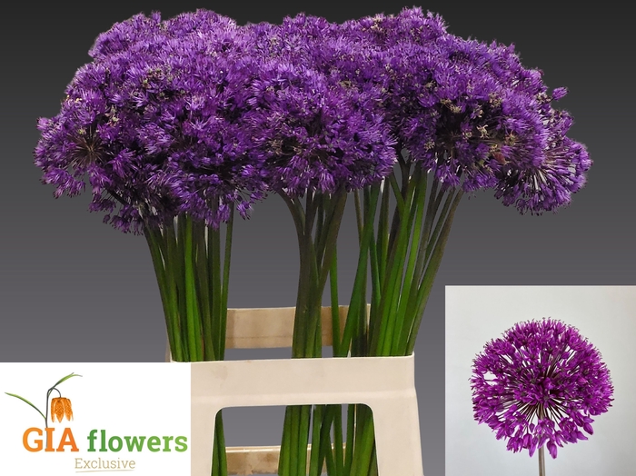<h4>ALLIUM PURPLE SENS</h4>