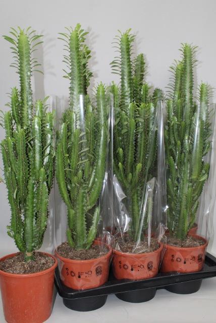 <h4>EUPHOR TRIGONA</h4>