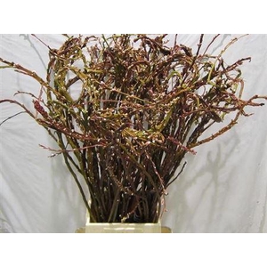 Salix Sekka Bandwilg