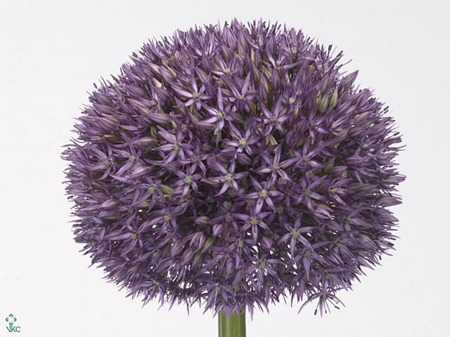 ALLIUM PINBALL WIZARD 70 CM