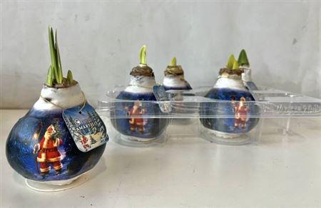 <h4>Bloembol Hipp Santa Edition</h4>