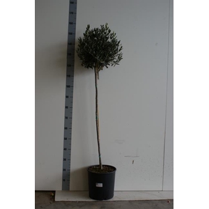 Olea europaea 27Ø 160cm