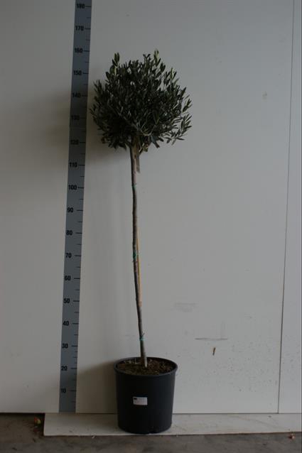 Olea europaea 27Ø 160cm