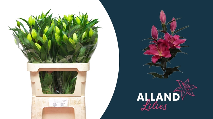 <h4>LI OR TARRANGO</h4>