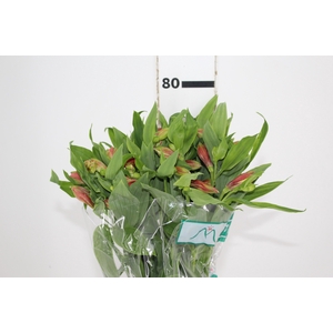 ALSTROEMERIA TROPICANA 080 CM