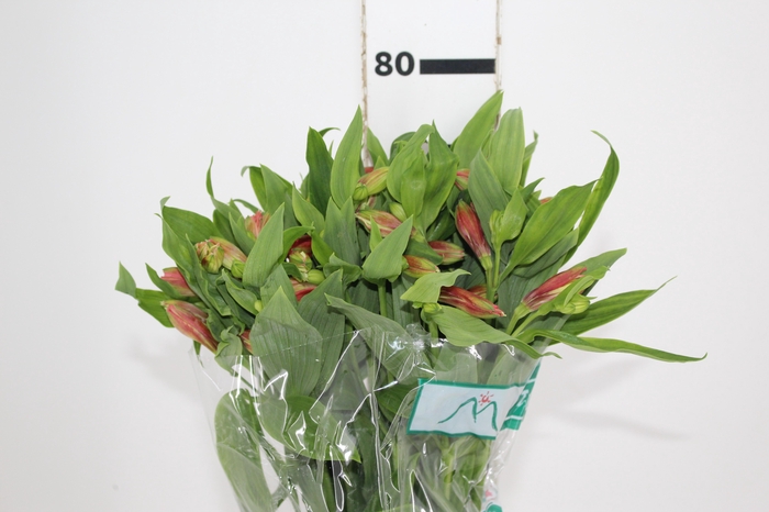ALSTROEMERIA TROPICANA 080 CM