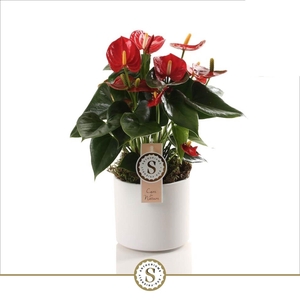 Bari Keramiek White - Red Champion