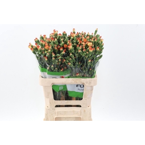 Di Solomio Sint x20