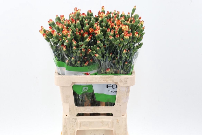 <h4>Di Solomio Sint x20</h4>