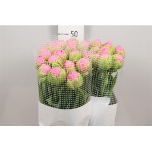 Tu Du Strawber Cream