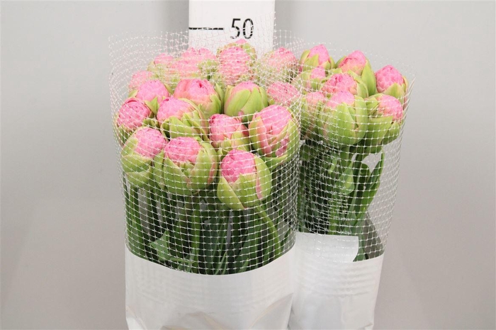 <h4>Tu Du Strawber Cream</h4>