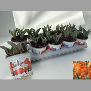 TUL DU ORAN PRINCESS