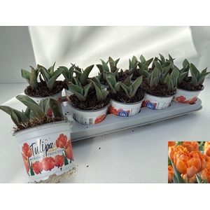 TUL DU ORAN PRINCESS