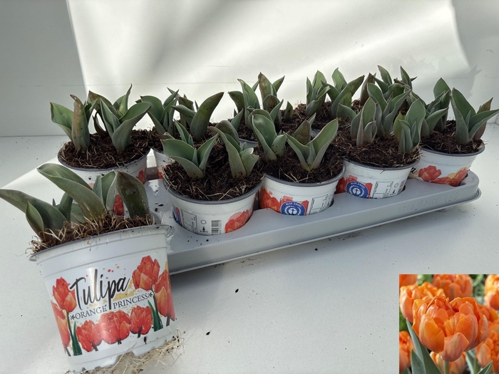 <h4>TUL DU ORAN PRINCESS</h4>