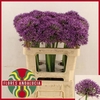 Allium Jackpot