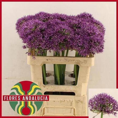 <h4>Allium Jackpot</h4>