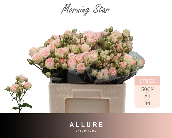 <h4>R TR MORNING STAR</h4>