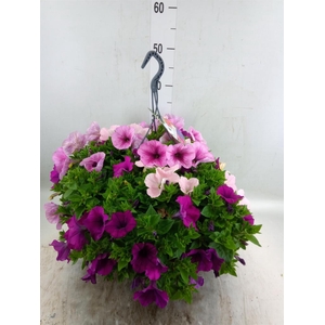 Petunia   ...mix in pot
