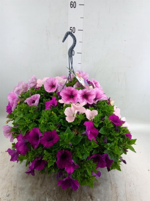 <h4>Petunia   ...mix in pot</h4>