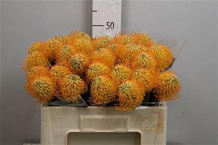 <h4>Leuco Jelena</h4>