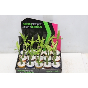DRACENA LUCKY BAMBOO P06
