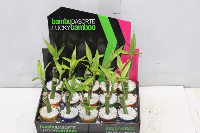 <h4>DRACENA LUCKY BAMBOO P06</h4>